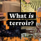 What does “terroir” mean?